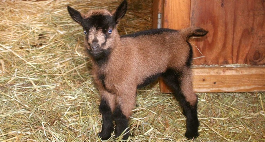 Everything you need to know about Oberhasli Goats | Wide Open Pets