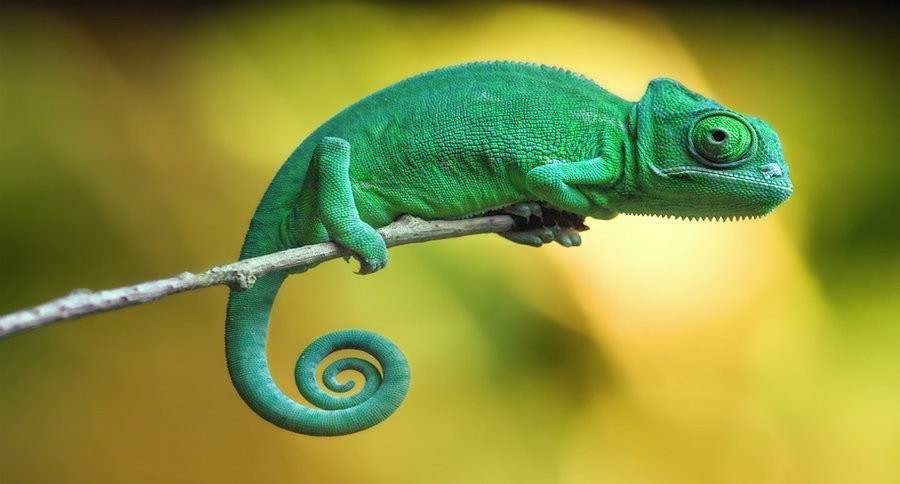 10 Things You Didn't Know About Chameleons | Wide Open Pets