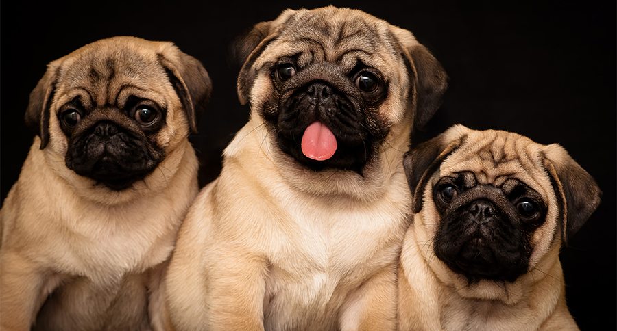 Three puppies of pug. Isolated on a black background