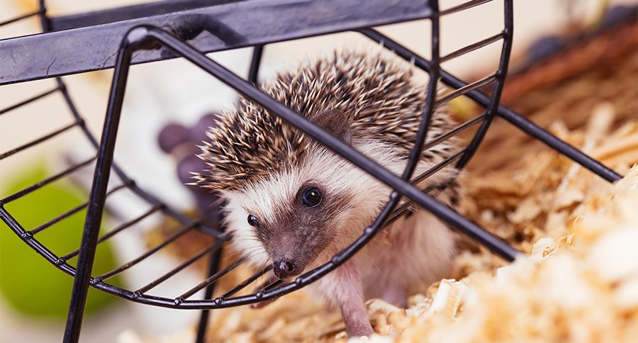 African pygmy hedgehog baby playing with a pet wheel.