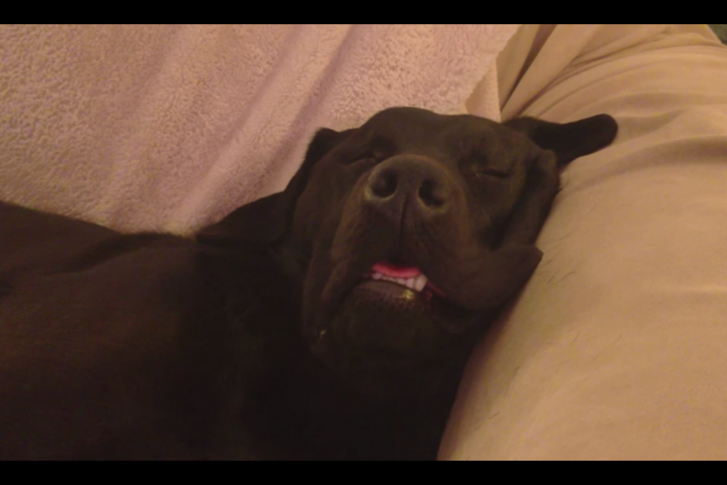 Labrador retriever tries eating in sleep.