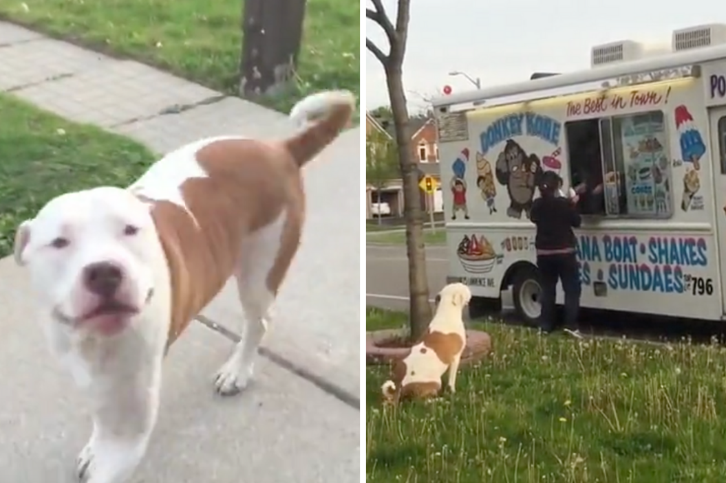 Pit bull excited to see the ice cream truck.