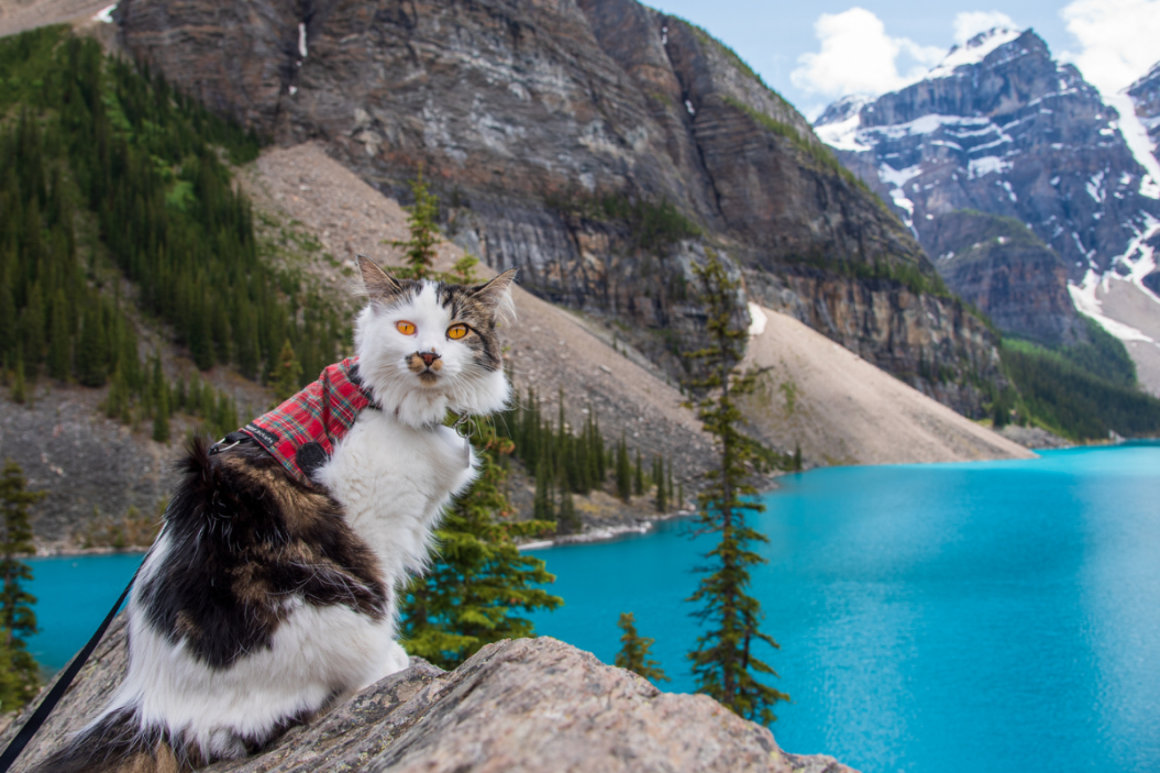 Adventure cat sitting at a lookout over Moraine Lake in Alberta, Banff National Park.