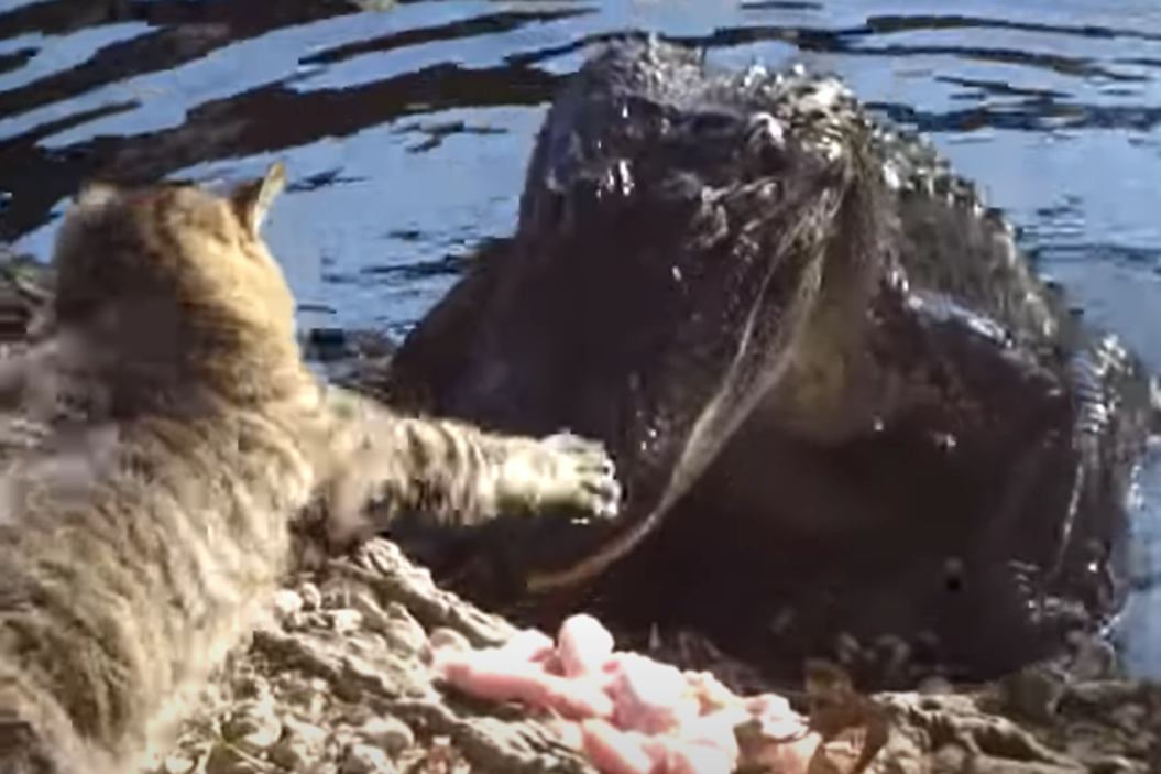 Cat squares off against an alligator.