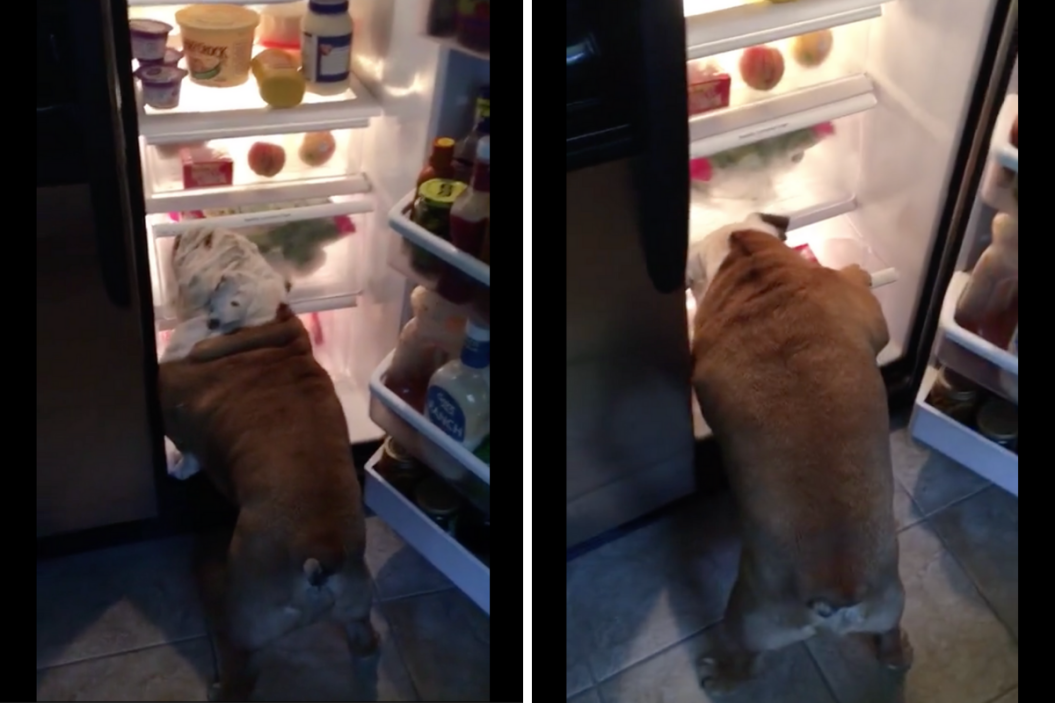 Bulldog dives into fridge looking for bacon.