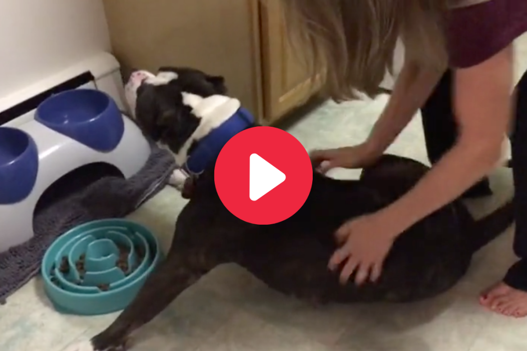 Pit Bull eats dinner while getting scratches.