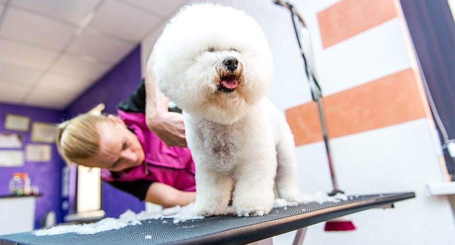 A small beautiful and adorable white bichon frise dog being groomed by a professional groomer using special products