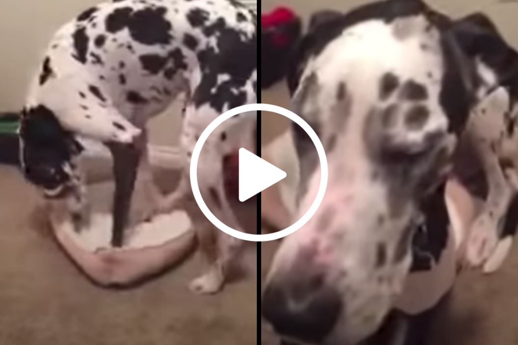 Great Dane, Tiny Bed