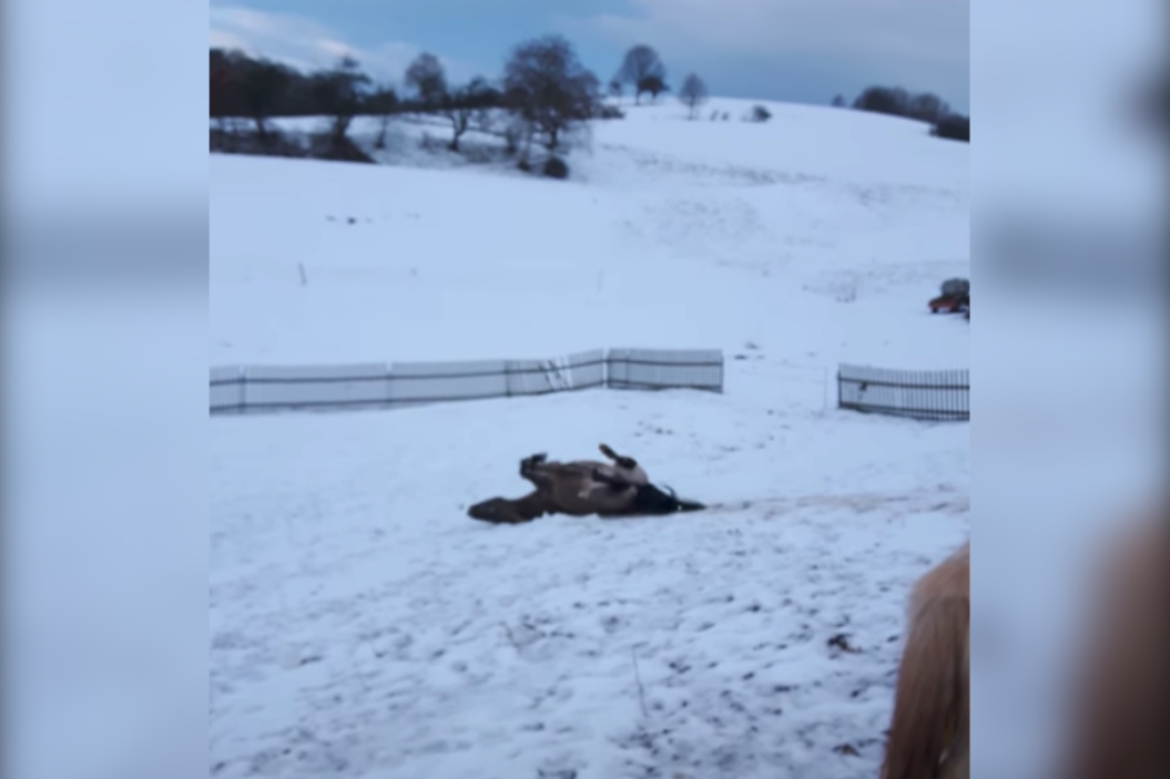 Horse slides down snow-covered hill.