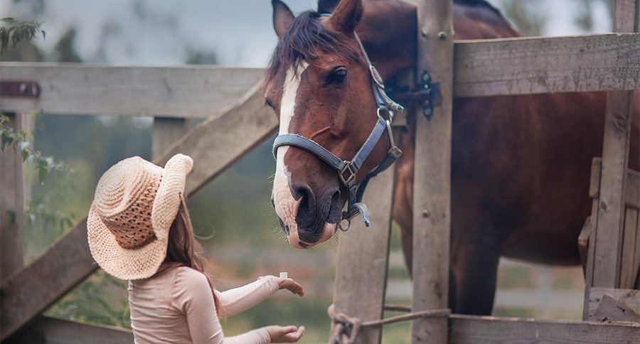 Cute girl feeding her horse in paddock