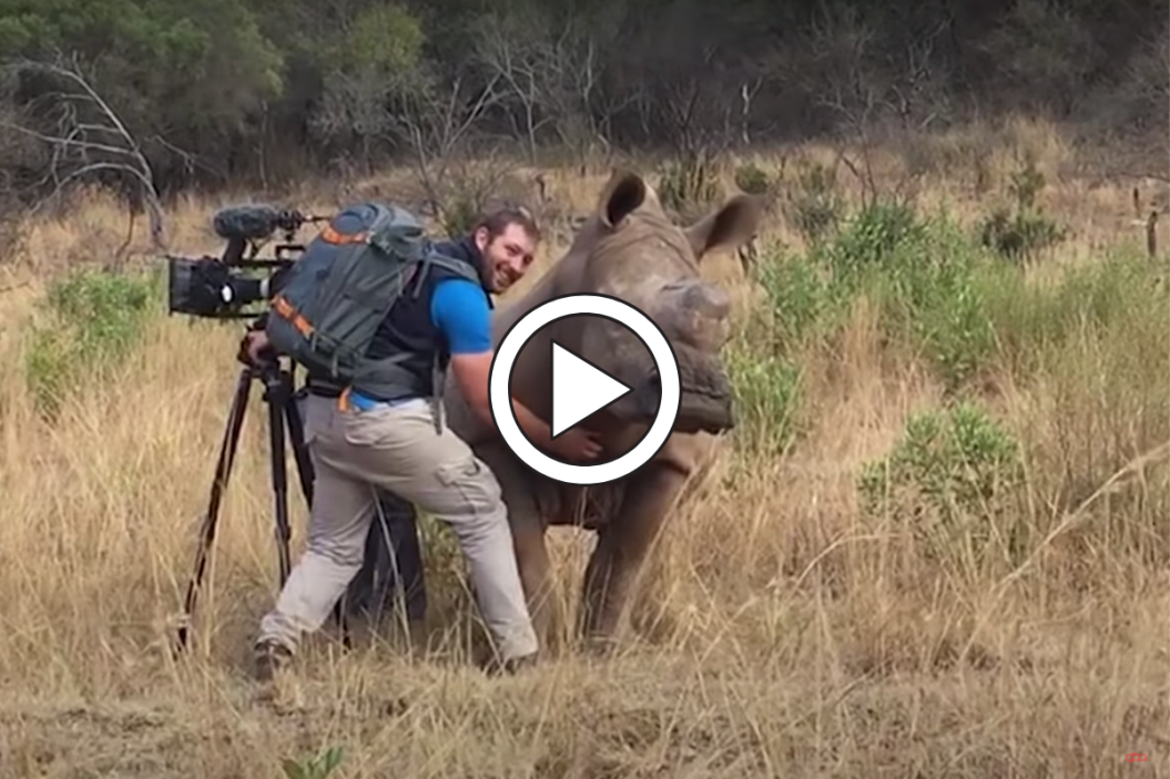 Rhino Approaches Photographer