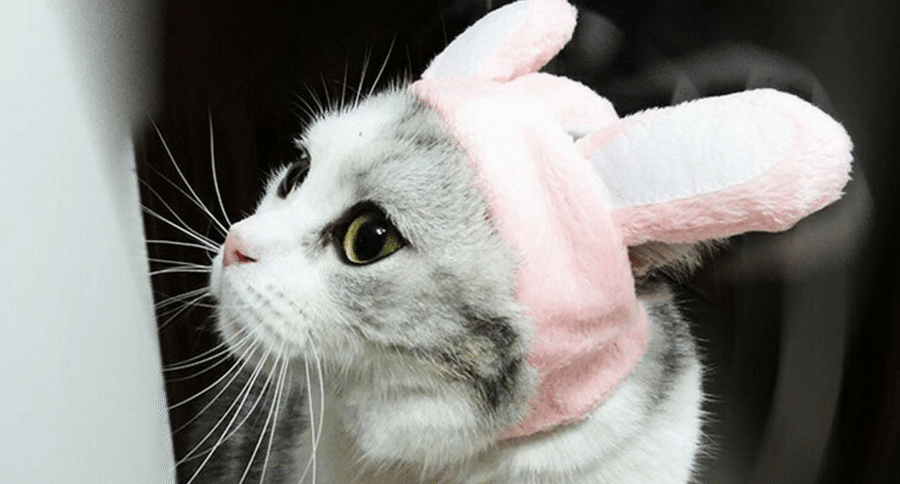 cat in a bunny ear hat