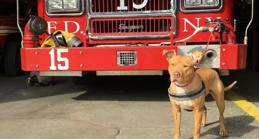 pit bull in front of fire truck