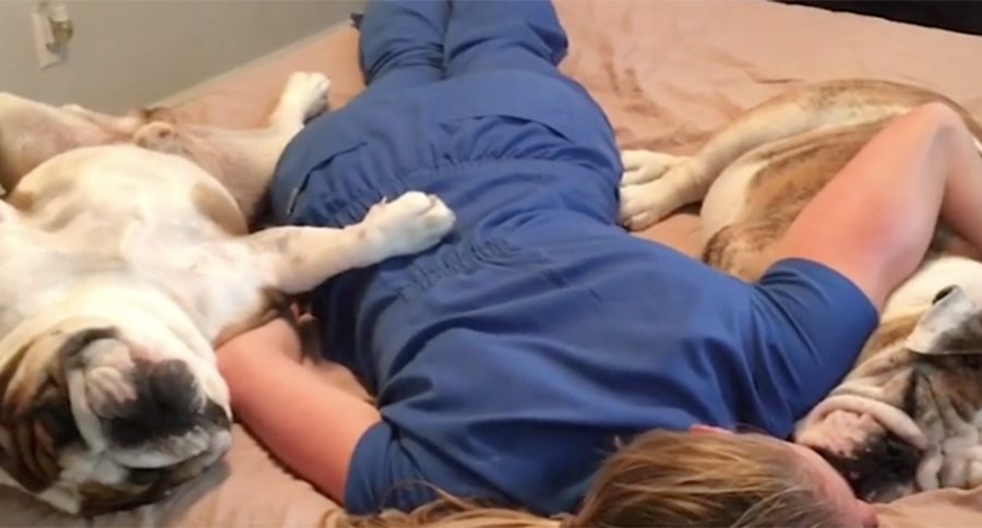 nurse sleeping with bulldogs