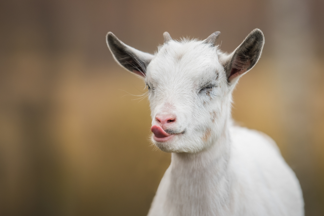 Baby Goat Names