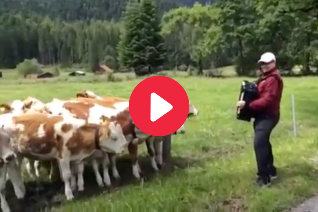 Cows run to hear polka music on the accordian.