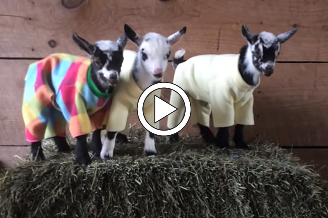 Goat Pajama Party