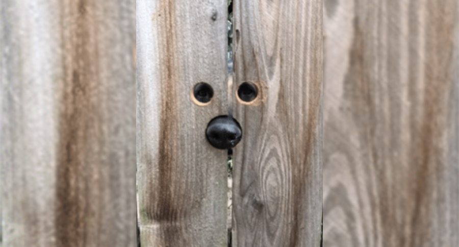 fence holes for dog