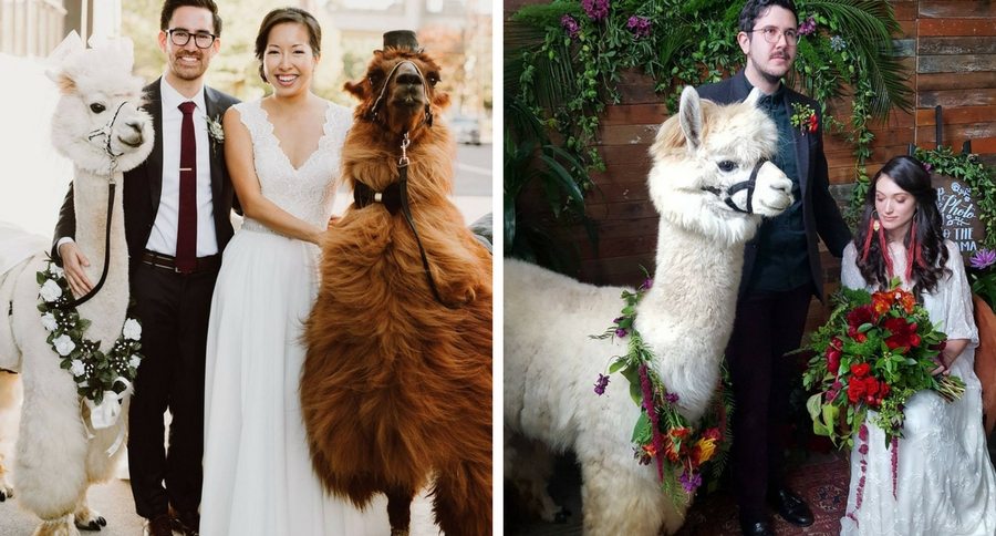llamas at weddings