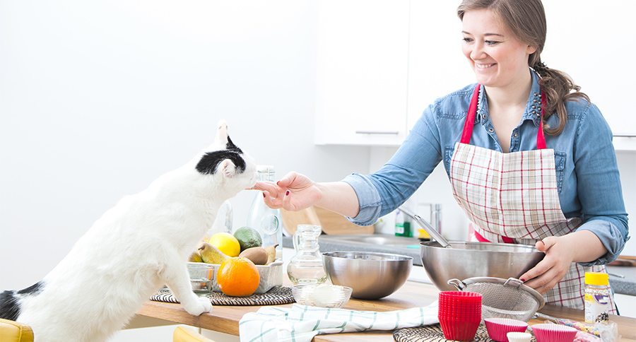 cooking in kitchen with cat