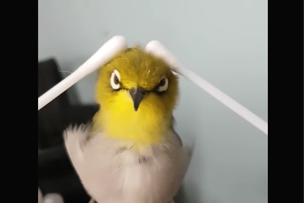 Bird Q-Tip Massage