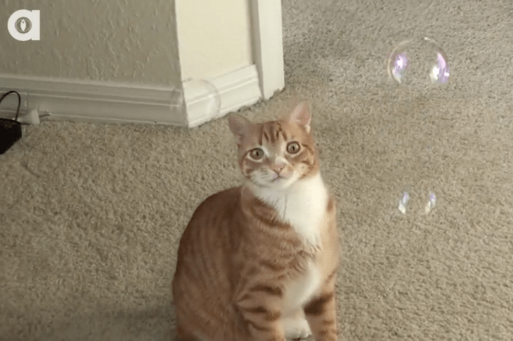 Cat plays with catnip bubbles.