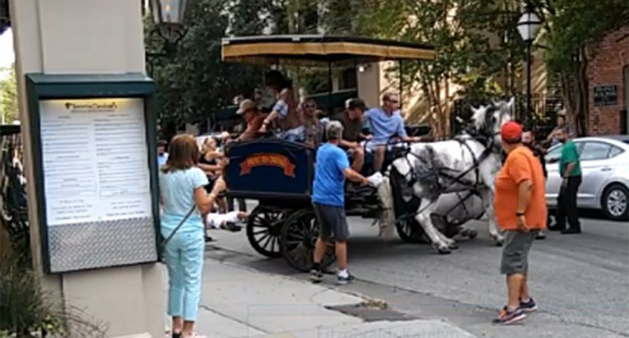 Carriage horse accident
