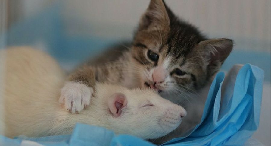 Kitten and rat cuddling