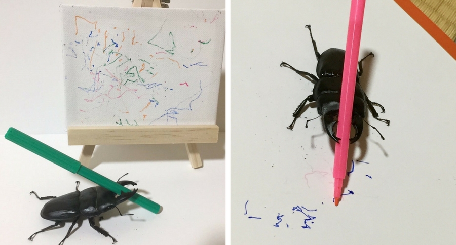 drawing beetle
