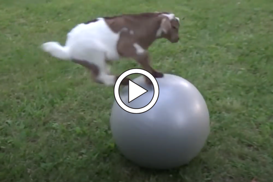 Baby Goat, Exercise Ball