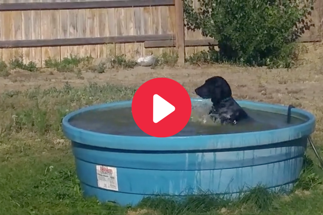 Labrador plays in its pool.