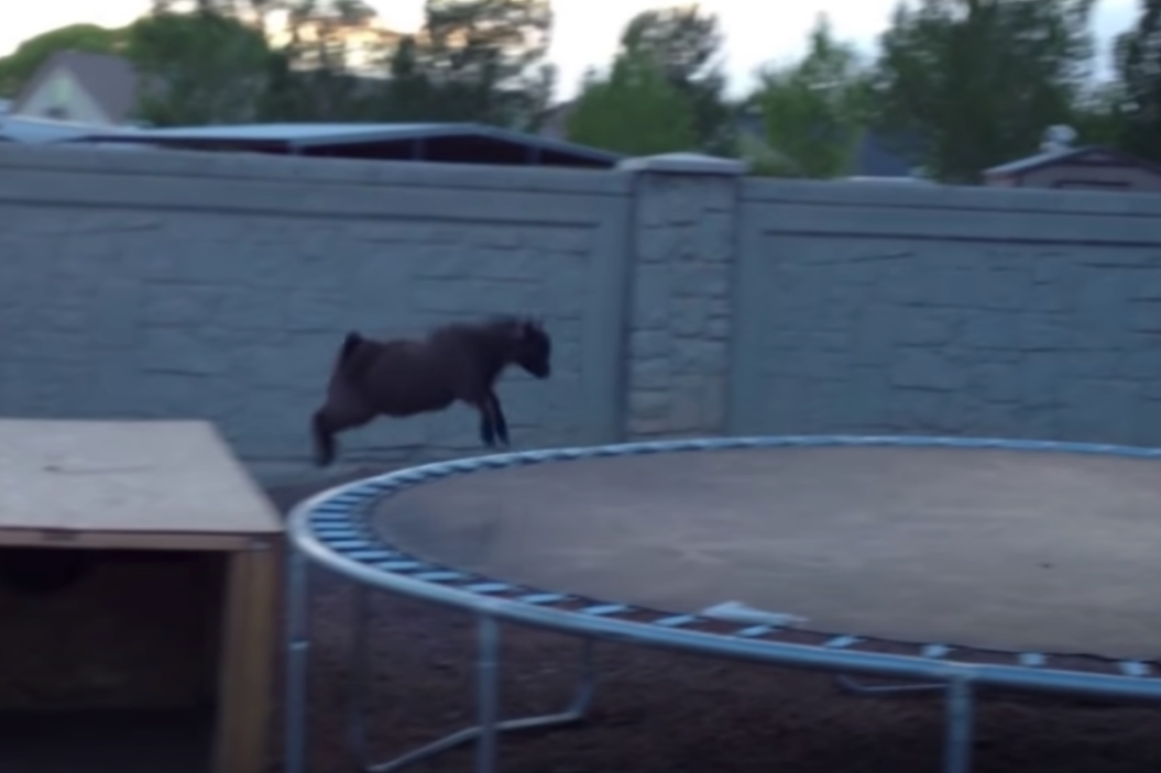 Baby Goat jumps on a trampoline.