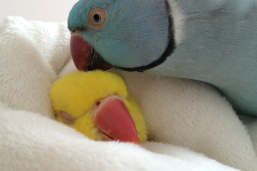 Parrot Under Blanket