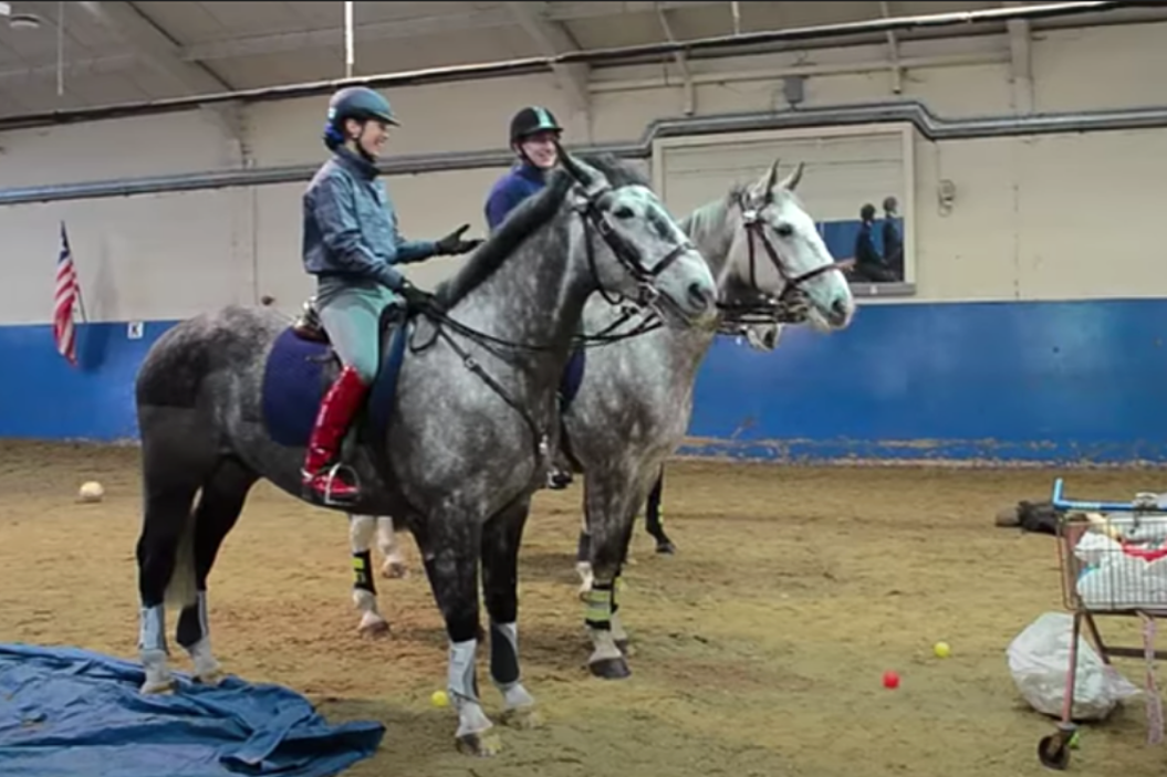 Police Horse Training Video