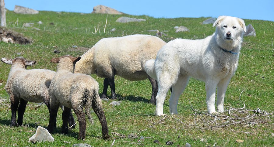 Sheeps and Pyrenean Mountain Dog, known as the Great Pyrenees in
