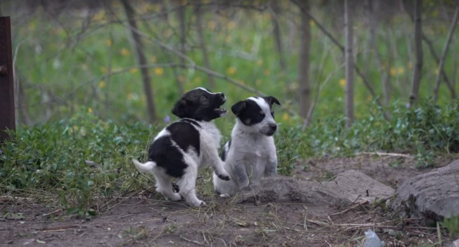 Chernobyl puppies