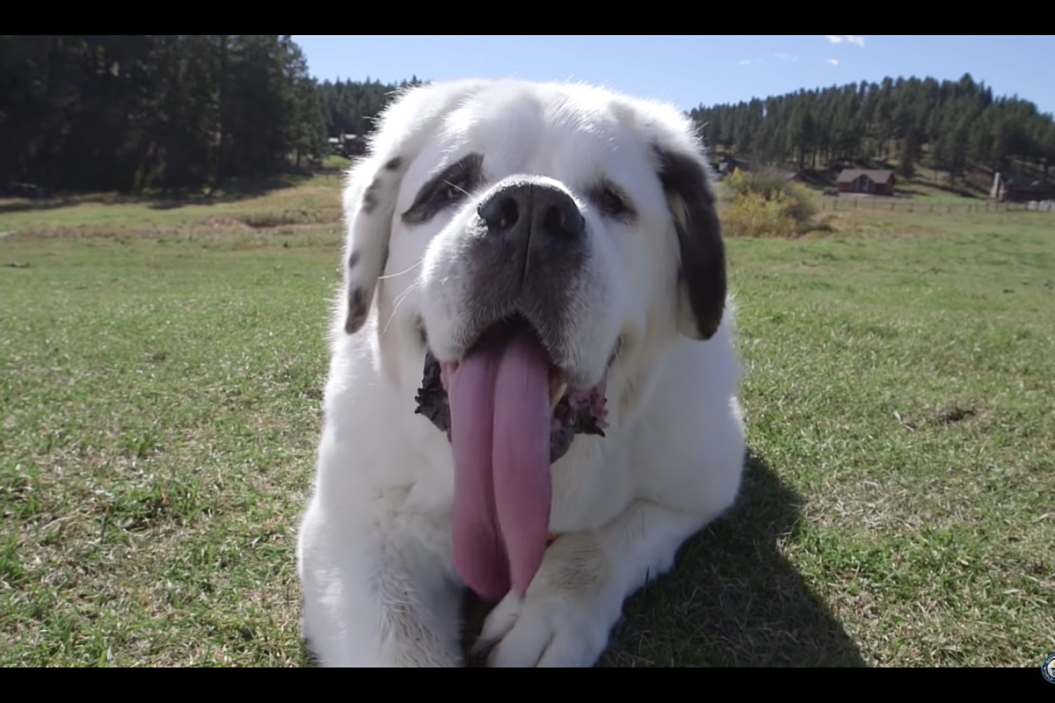 World's Longest Dog Tongue