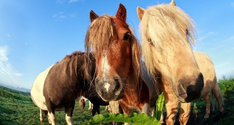 Therapy Ponies