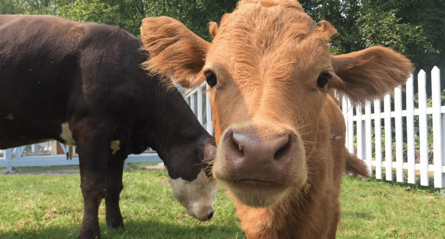Two Therapy Cows