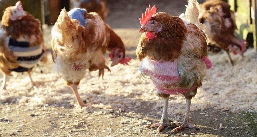 your chicken should not wear a sweater
