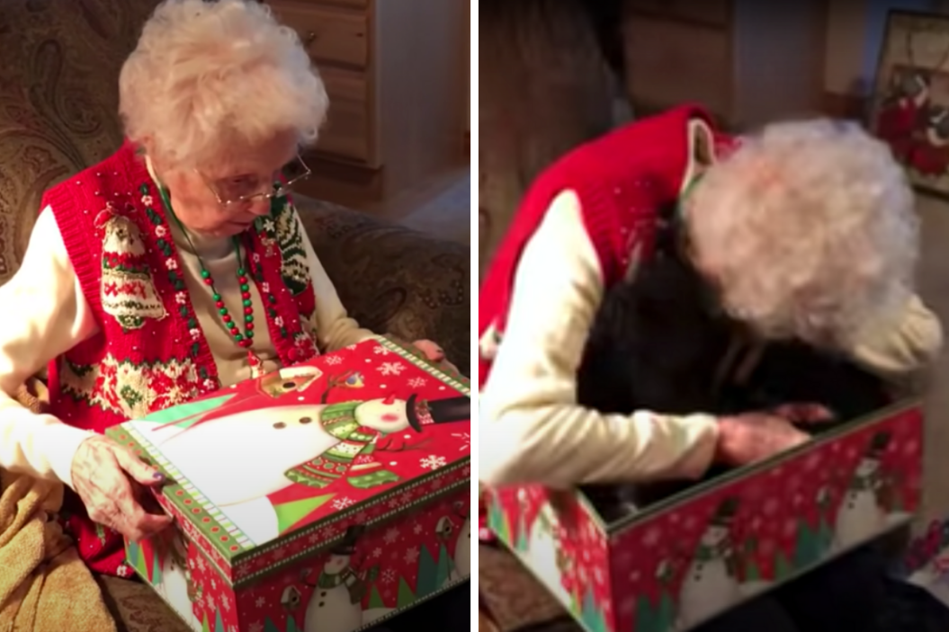 Grandma Gets Christmas Kitten