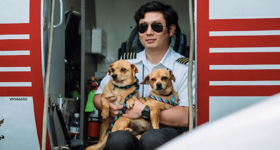 pilot and dogs