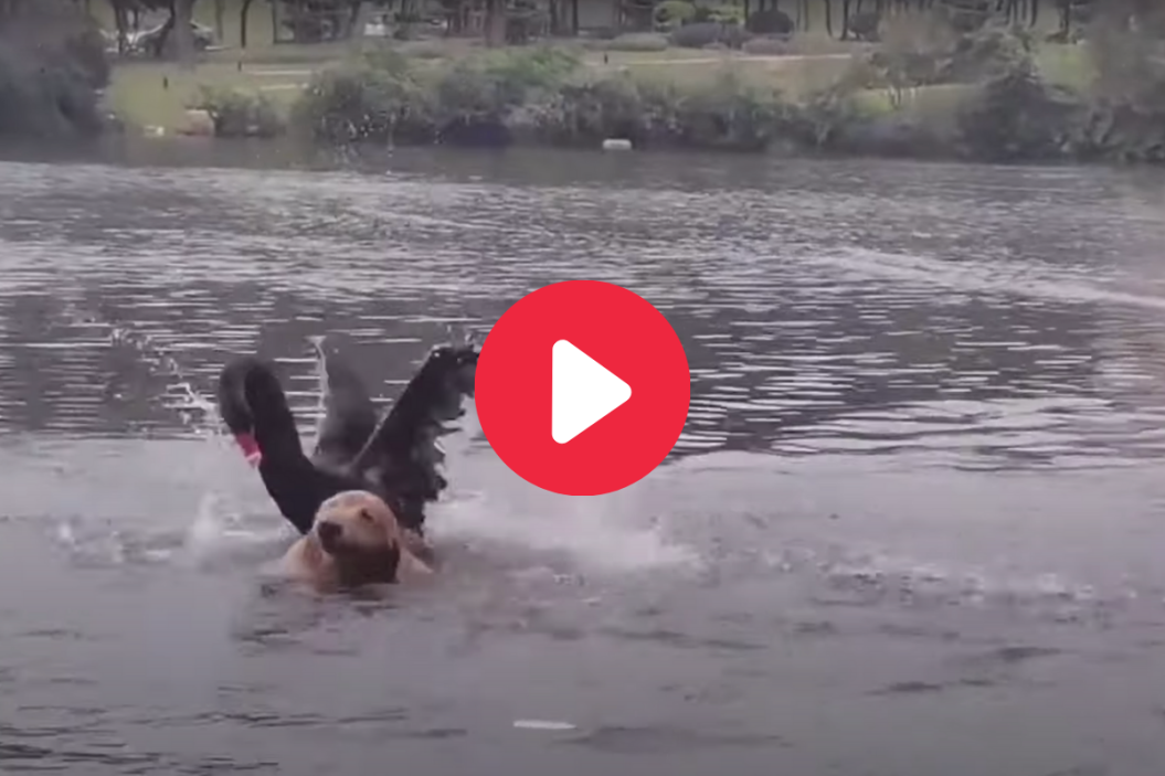 Black Swan Attacks Dog