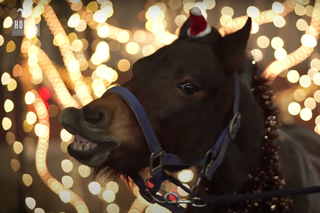 Horses sing Jingle Bells in funny video.