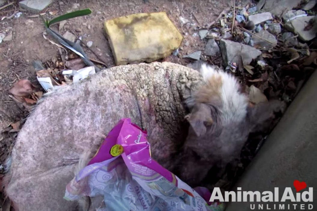 Senior dog found lying in trash pile.
