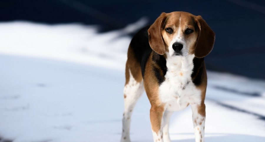 Beagle in snow