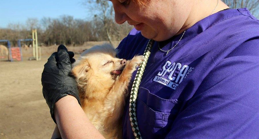 SPCA rescues dogs from puppy mill
