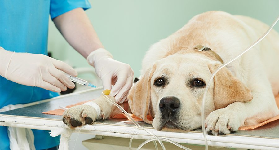 veterinary giving the vaccine to the ivory labrador dog in clinic