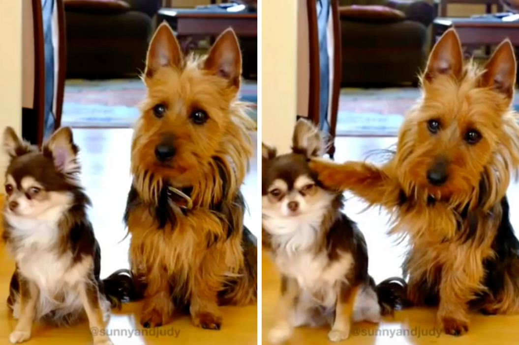 Two little dogs are questioned about who pooped.