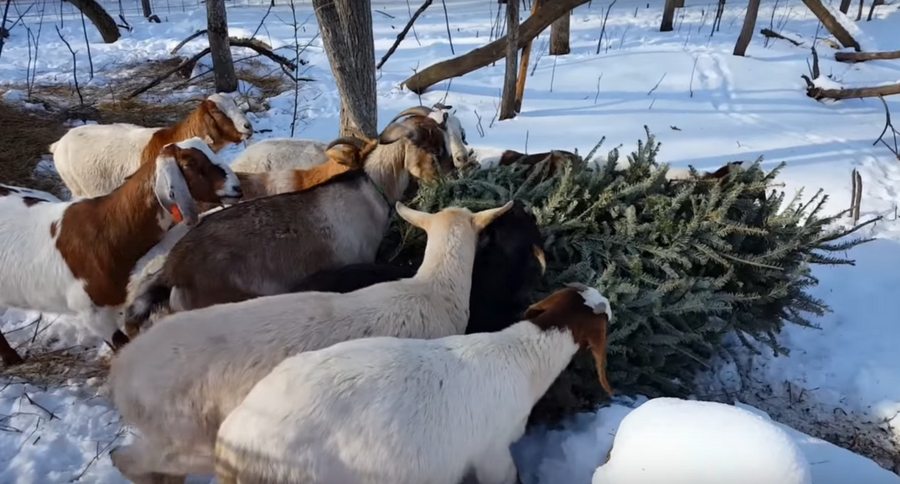 goats eating Christmas tree